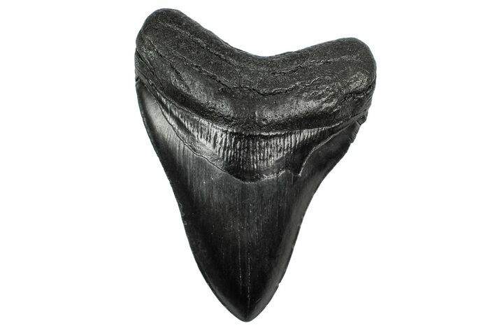 Fossil Megalodon Tooth - South Carolina #340187